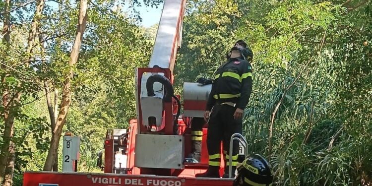 Parapendista resta incastrato sulla cima di un albero in Calabria: salvato dai Vigili del Fuoco – VIDEO