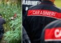 Il sequestro della piantagione a Nardodipace, in provincia di Vibo Valentia