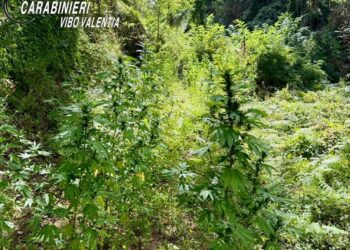 Nardodipace piantagione di cannabis