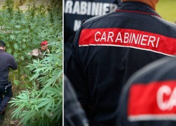 Il sequestro della piantagione a Nardodipace, in provincia di Vibo Valentia