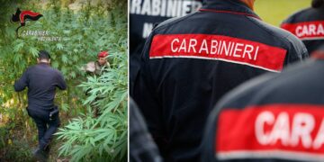 Il sequestro della piantagione a Nardodipace, in provincia di Vibo Valentia