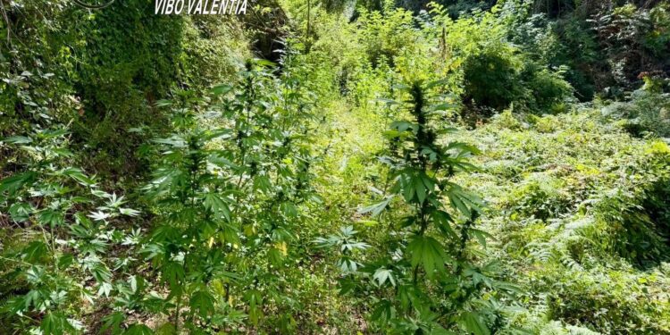 Nardodipace piantagione di cannabis