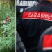 Il sequestro della piantagione a Nardodipace, in provincia di Vibo Valentia