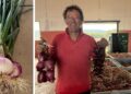 A Briatico coltivazione della cipolla rossa di Tropea