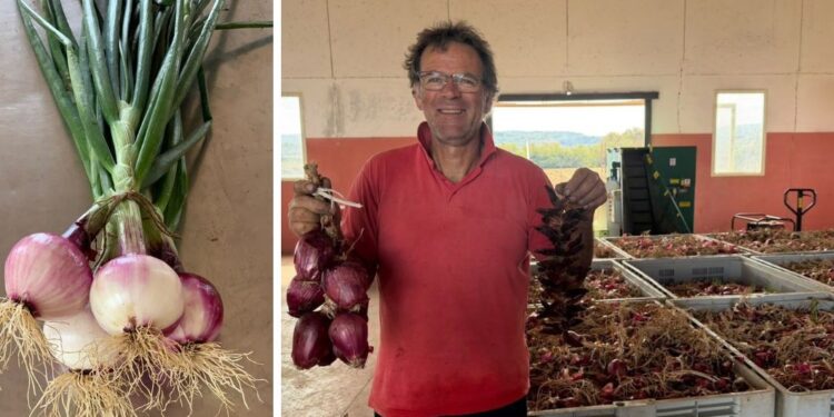 A Briatico coltivazione della cipolla rossa di Tropea