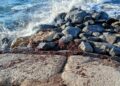 posidonia morta sugli scogli di Formicoli