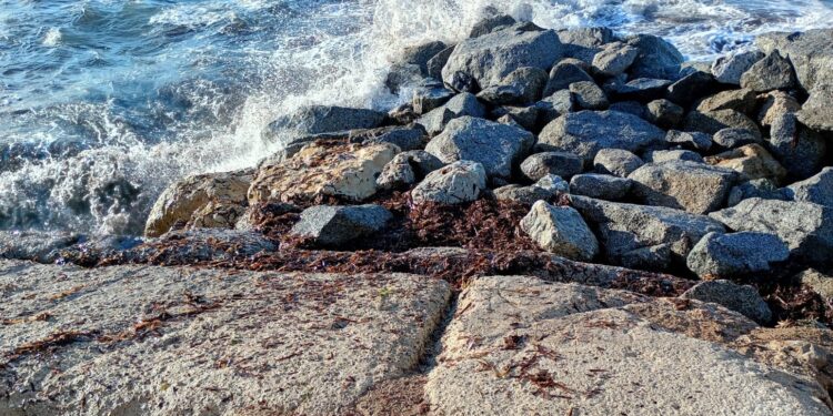 posidonia morta sugli scogli di Formicoli