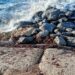 posidonia morta sugli scogli di Formicoli