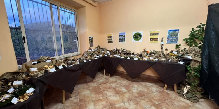 mostra micologica-arena5