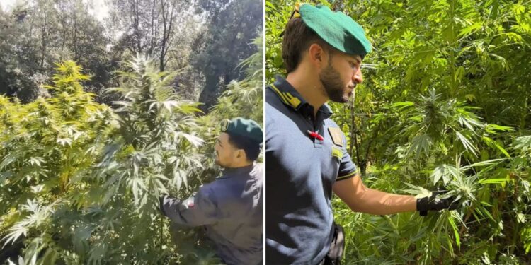 Le piantagioni scoperte nel territorio di Reggio Calabria dalla Guardia di finanza