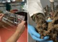 Dagli scarti di lavorazione della Liquirizia di Calabria Dop nasce un nuovo materiale per il packaging grazie alla startup della Sardegna Alkalux e la sinergia con Liquirgam