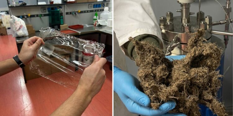 Dagli scarti di lavorazione della Liquirizia di Calabria Dop nasce un nuovo materiale per il packaging grazie alla startup della Sardegna Alkalux e la sinergia con Liquirgam