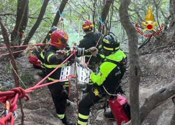 soccorso-cane-ciro superiore
